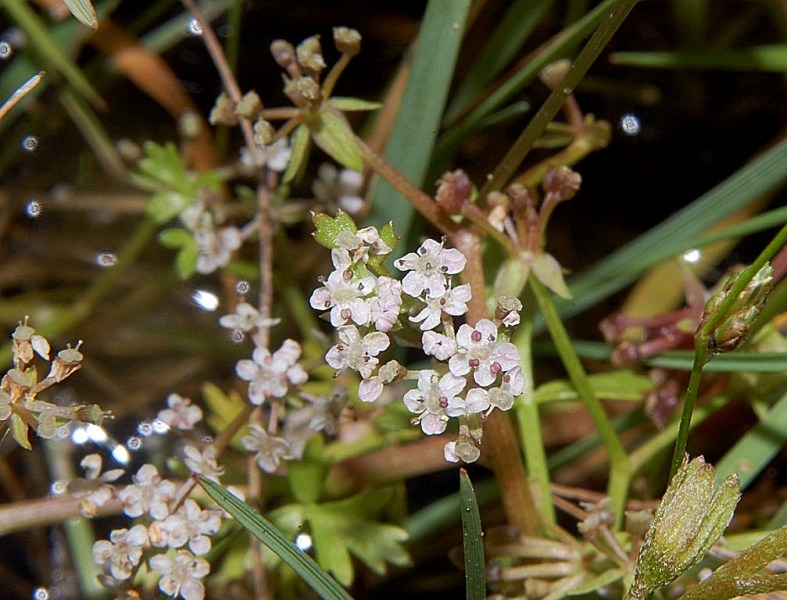 Helosciadium crassipes / Sedano di Sardegna